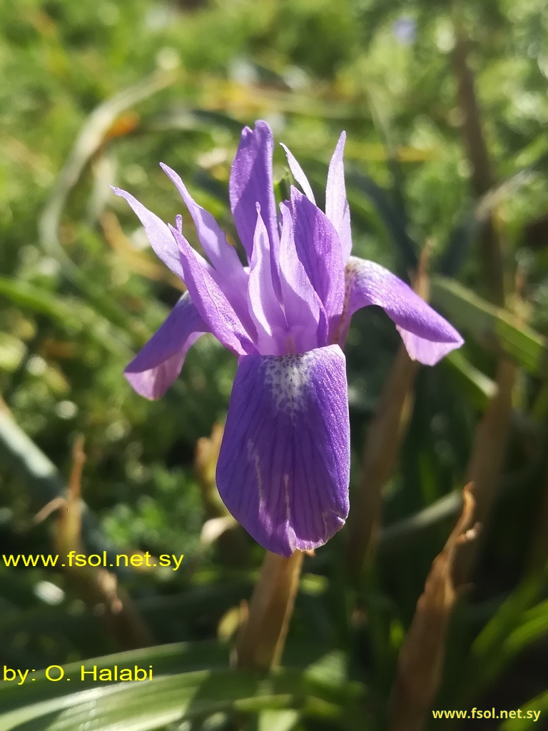 Gynandriris sisyrinchium (L.) Parl.